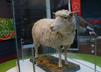 La oveja Dolly. Foto: Wikimedia.
