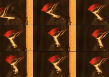 Secuencia de fotogramas de un video de alta velocidad de picoteo en el pájaro carpintero apilado (Dryocopus pileatus). Foto: Europa Press.
