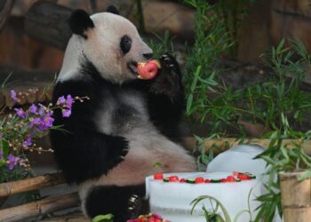 Panda se alimenta en un zoológico de Nanning, en la región de Guangxi, sur de China. Foto: AFP.