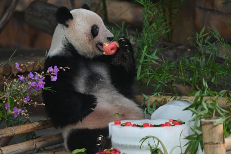 Panda se alimenta en un zoológico de Nanning, en la región de Guangxi, sur de China. Foto: AFP.