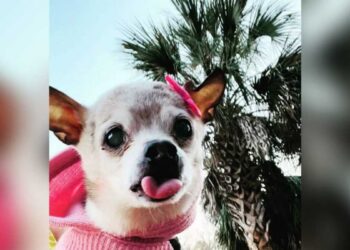 Esta es Pebbles, la perrita que ganó un Récord Guinness como el perro más longevo del mundo, que recientemente falleció. Foto: Instagram.