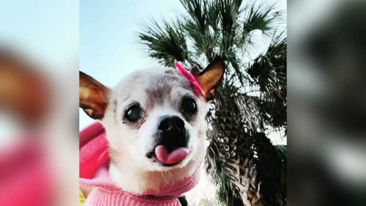 Esta es Pebbles, la perrita que ganó un Récord Guinness como el perro más longevo del mundo, que recientemente falleció. Foto: Instagram.