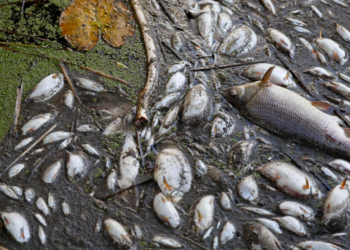 Decenas de peces muertos flotan en el río Óder a la altura del pueblo de Schwedt, en el este de Alemania. Foto: AFP.