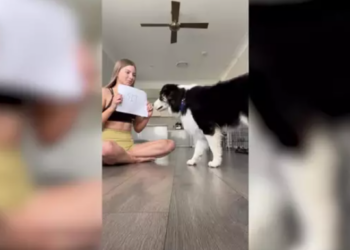 Chase, el perro lector: obedece las órdenes escritas en un papel. Foto: Captura Videlo.