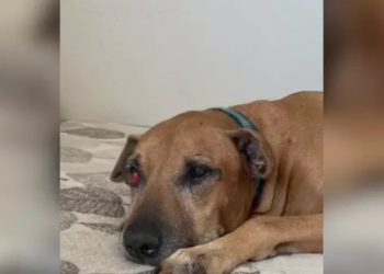 Así fue la recuperación de la vista de este perro gracias a las redes sociales. Captura: Videlo.