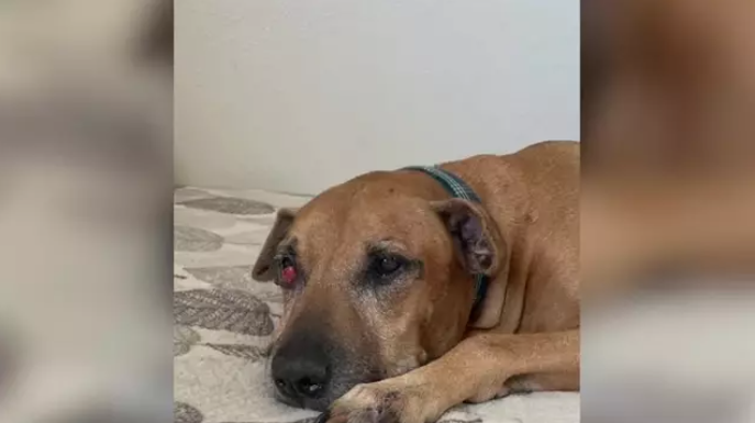 Así fue la recuperación de la vista de este perro gracias a las redes sociales. Captura: Videlo.