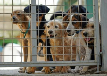 Perros a la espera de ser adoptados en un refugio de la onegé SIMBA Animal Aid Cyprus en Kokkinotrimithia, a unos 20 km de la capital de Chipre, Nicosia. Foto: AFP.