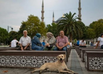 Un perro callejero en el barrio de Sultanahmet, en Estambul. Foto: AFP.