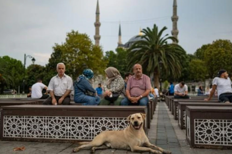 Un perro callejero en el barrio de Sultanahmet, en Estambul. Foto: AFP.