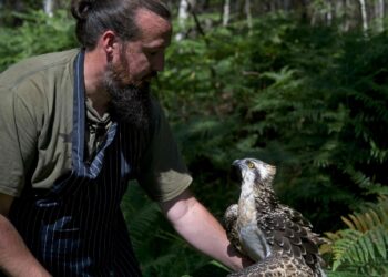 Un hombre que genera ingresos con el cuidado de aves silvestres. Foto: AFP.