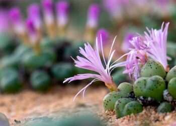 Plantas suculentas en peligro de extinción, en Sudáfrica. Foto: AFP.