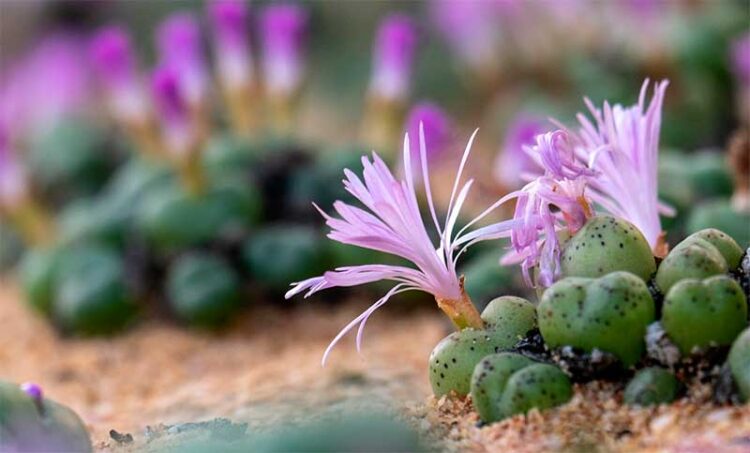 Plantas suculentas en peligro de extinción, en Sudáfrica. Foto: AFP.