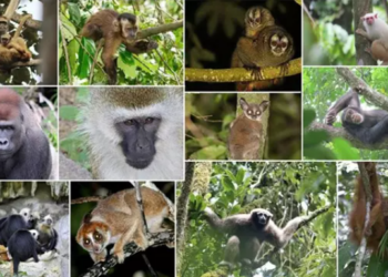 Especies de primates incluidas en el estudio. Foto: Universidad de Illinois.