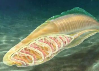 a reconstrucción artística del yunnanozoan de la biota Cámbrica de Chengjiang muestra esqueletos faríngeos en forma de canasta. Foto: Yang Dinghua.