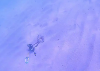 Este pulpo intentó robarle la cámara a un buceador. Captura de pantalla: Eric Desmet.