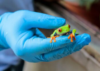 Yesenia Talavera muestra una rana de ojos rojos (Agalychnis callidryas), en el zoocriadero Exotic Fauna de Managua. Foto: AFP.