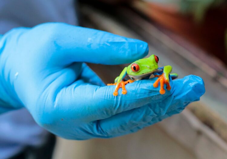 Yesenia Talavera muestra una rana de ojos rojos (Agalychnis callidryas), en el zoocriadero Exotic Fauna de Managua. Foto: AFP.