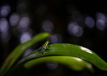 Una rana endémica de la sierra de Escalera, en Perú. Foto: AFP.