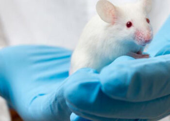 Un técnico de laboratorio sostiene a un ratón. Foto: La Opinión.