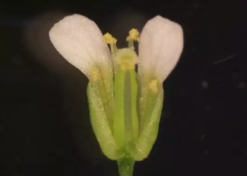 Un estudio reciente de PMB de la planta de berro thale (Arabidopsis thaliana) ha identificado un proceso molecular previamente desconocido que sirve como método de comunicación durante la fertilización y la reporducción. Foto: Chun Yan.