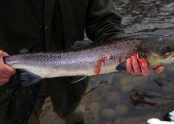 Los pescadores de Escocia, preocupados por desaparición de salmones salvajes. Foto: AFP.