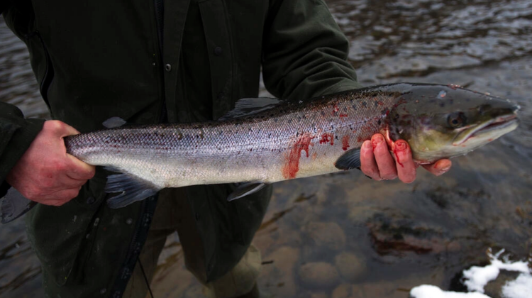 Los pescadores de Escocia, preocupados por desaparición de salmones salvajes. Foto: AFP.