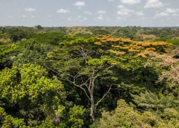 Los bosques lluviosos de la cuenca del Congo almacenan un tercio más de carbono por hectárea que la Amazonía. Foto: Axel Fassio.