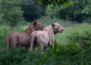 Dos de los 26 leones del zoológico de Pakistán. Foto: AFP.
