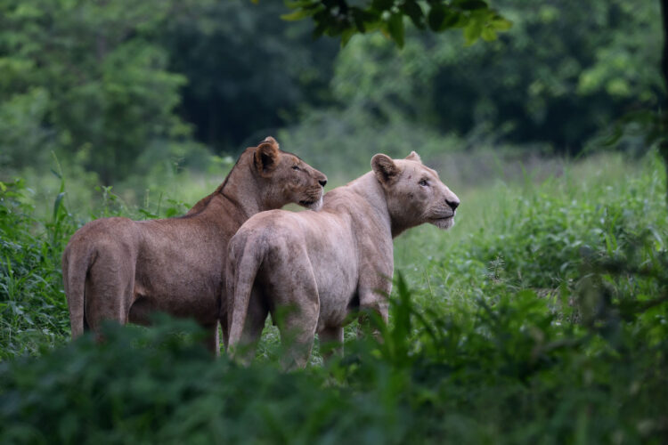 Dos de los 26 leones del zoológico de Pakistán. Foto: AFP.