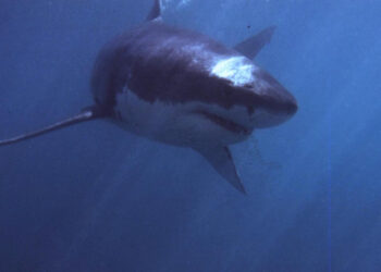 Tiburón del mar Mediterráneo. Foto: AFP.