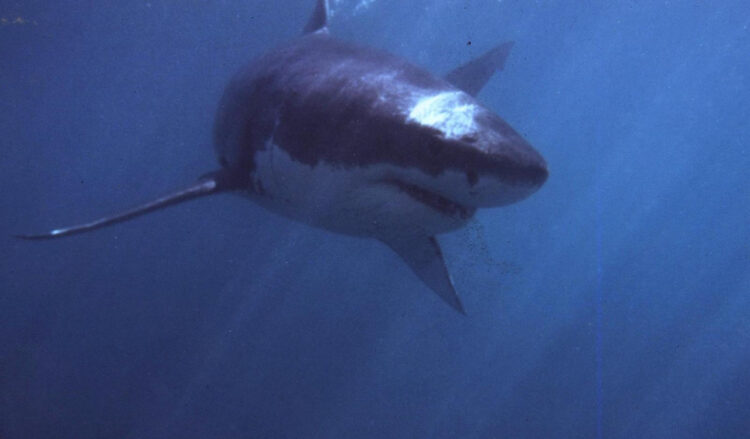 Tiburón del mar Mediterráneo. Foto: AFP.