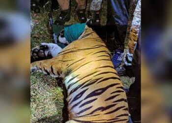El momento de la captura del tigre incriminado en 13 muertes, en India. Foto: CR Hoy.