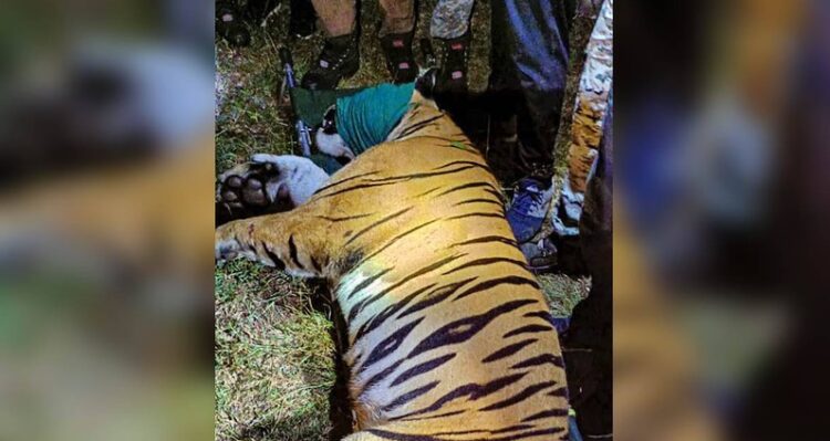 El momento de la captura del tigre incriminado en 13 muertes, en India. Foto: CR Hoy.