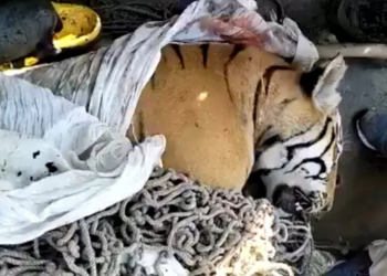 El tigre apodado el 'comehombres' de Champaran. Foto: Infobae.