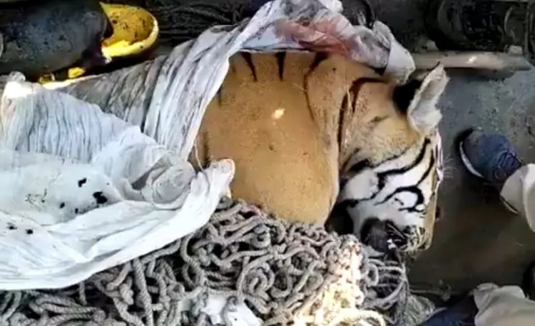 El tigre apodado el 'comehombres' de Champaran. Foto: Infobae.