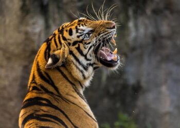 Desarrollan IA que lucha contra el tráfico ilegal de tigres. Foto: Pixabay.
