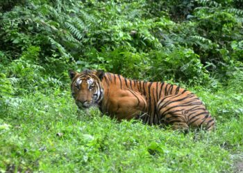 Un tigre real de Bengala en un claro de la jungla del Parque Nacional de Kaziranga, al este de India. Foto: AFP.