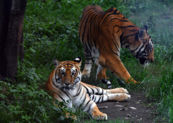 Pareja de tigres salvajes. Foto: AFP.