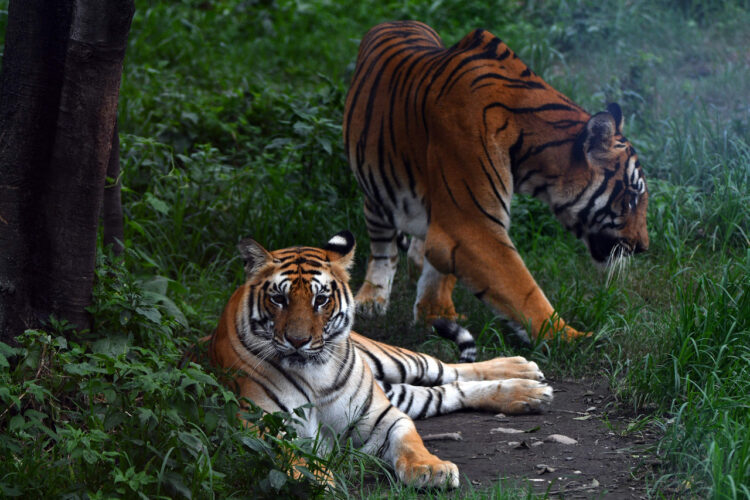 Pareja de tigres salvajes. Foto: AFP.