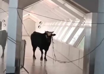 La irrupción del toro provocó el pánico entre los empleados y los clientes. Foto: AFP.