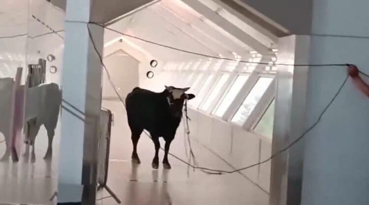 La irrupción del toro provocó el pánico entre los empleados y los clientes. Foto: AFP.