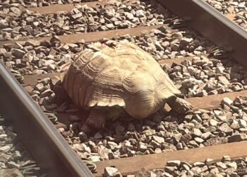 La tortuga gigante que bloqueó el normal tránsito de trenes en Inglaterra. Foto: Twitter.