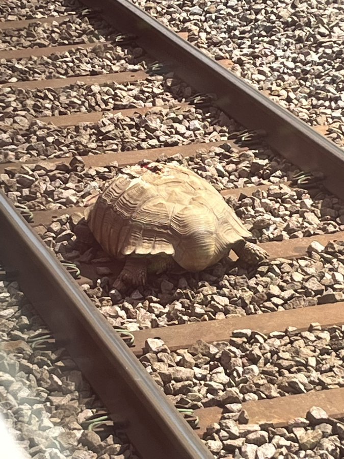 La tortuga gigante que bloqueó el normal tránsito de trenes en Inglaterra. Foto: Twitter.