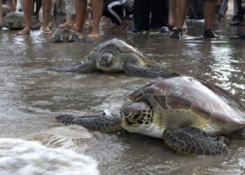 Tortugas marinas verdes, en una playa de Japón. Foto: AFP.