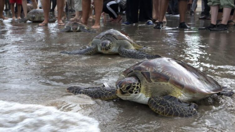 Tortugas marinas verdes, en una playa de Japón. Foto: AFP.