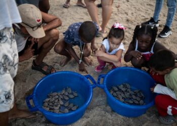 Grupo de niños y ambientalistas juntan a las tortugas crías para su liberación. Foto: AFP.