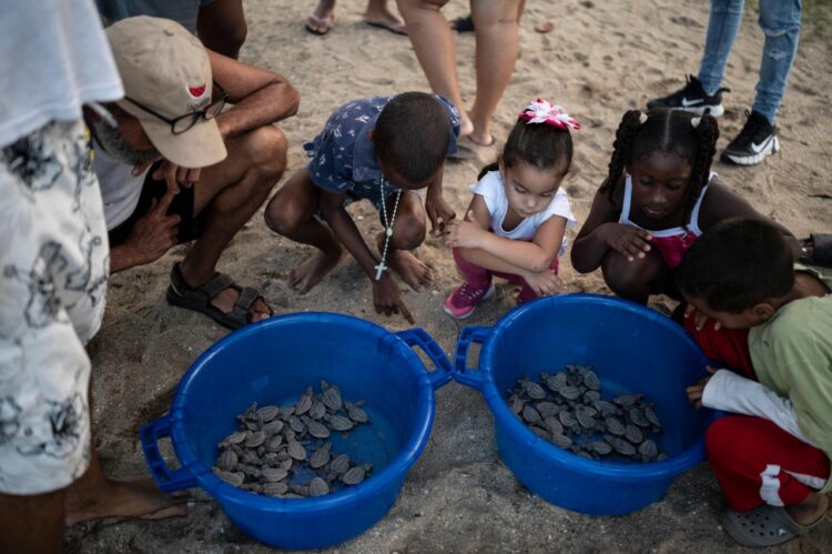 Grupo de niños y ambientalistas juntan a las tortugas crías para su liberación. Foto: AFP.