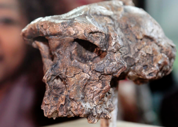 Copia del cráneo de Tumai, más antiguo representante del linaje humano perteneciente a la especie Sahelanthropus tchadensis, expuesto en la sede de la UNESCO. Foto: AFP.