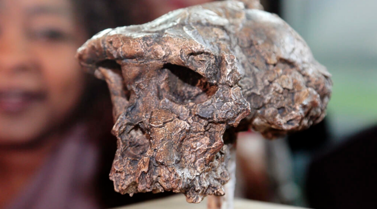 Copia del cráneo de Tumai, más antiguo representante del linaje humano perteneciente a la especie Sahelanthropus tchadensis, expuesto en la sede de la UNESCO. Foto: AFP.