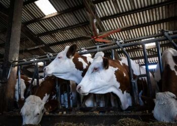Vacas reciben ventilación dentro de su establo, en Francia. Foto: AFP.